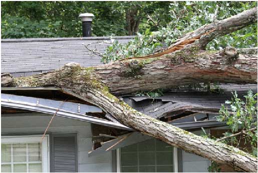 3 Ways Trees Can Damage A Roof