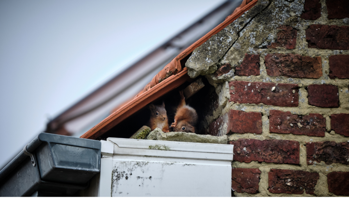 emergency roof repair in Olathe