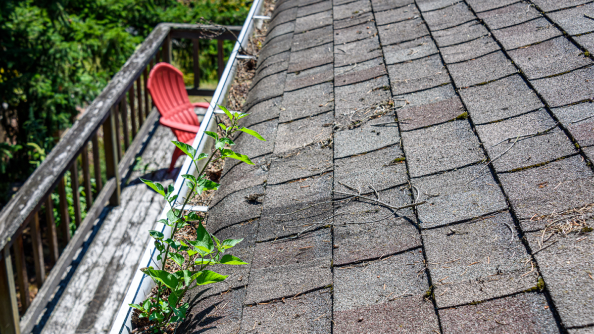 Does My Roof Need Maintenance?